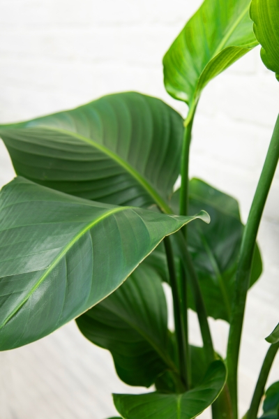 Стрелиция Николай 21/100 в CLASSICO COLOR 28