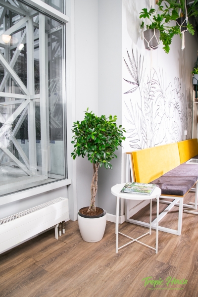 Фикус Нитида переплетенный 23/110 см