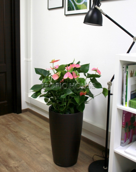 Антуриум розовый в RONDO 32