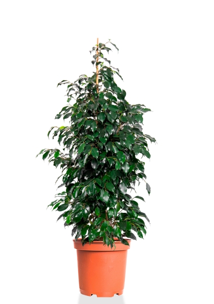 Фикус Бенджамина Даниэль 27/120 см Фикус Бенджамина Даниэль 27/120 см