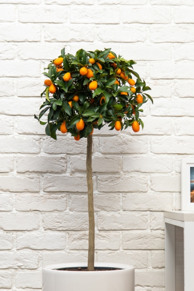 Цитрофортунелла Кумкват на стволе 26/100 см в CUBICO COLOR 30 Цитрофортунелла Кумкват на стволе 26/100 см в CUBICO COLOR 30