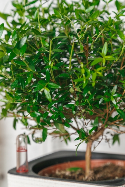 Мирт на стволе 12/30 см