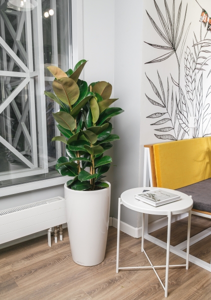 Фикус Эластика Робуста 3 ствола 27/110 см Фикус Эластика Робуста 3 ствола 27/110 см