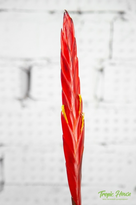 Вриезия Спленриет в CUBE COLOR 14