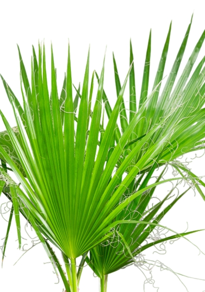 Вашингтония в CILINDRO 32 Вашингтония в CILINDRO 32