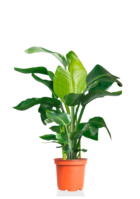 Стрелиция Николай 27/140 см