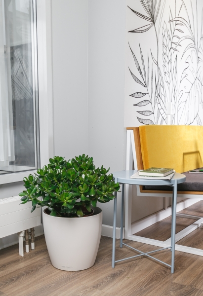 Крассула Овата 29/50 см