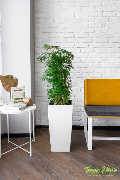 Полисциас Фрутикоза в CUBICO COLOR 30