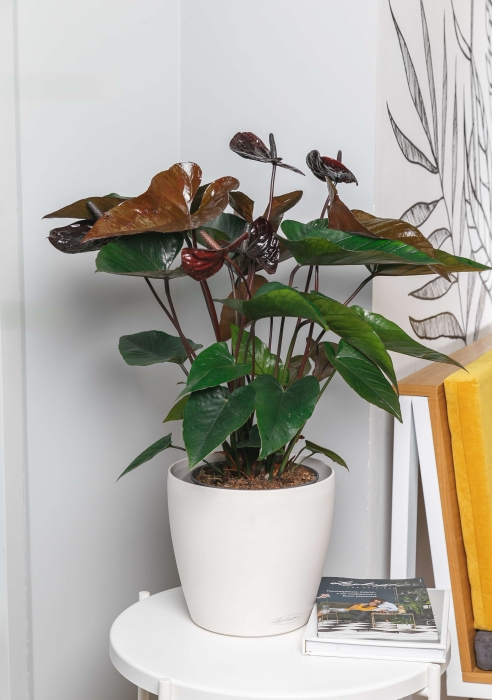 Антуриум Андре шоколадный 17/55 см в CUBICO COLOR 22