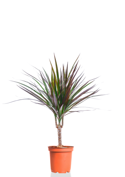 Драцена Маргината 1 ствол 12/40 см