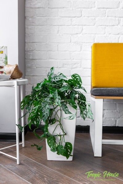 Монстера Манки в CUBICO COLOR 22