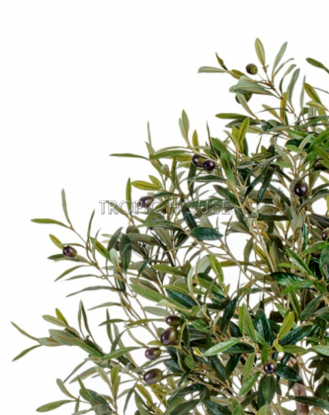 Олива Твист с плодами