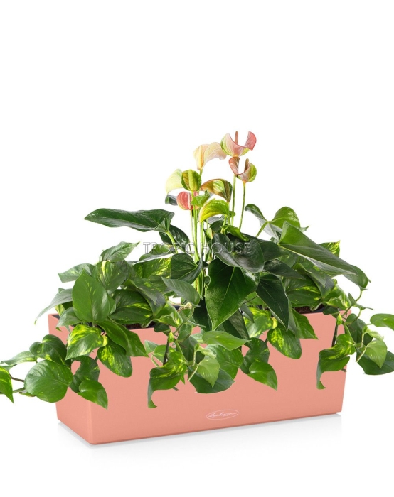 Лиственный микс с Антуриумом BALCONERA COLOR 50/45 см Коралловый 