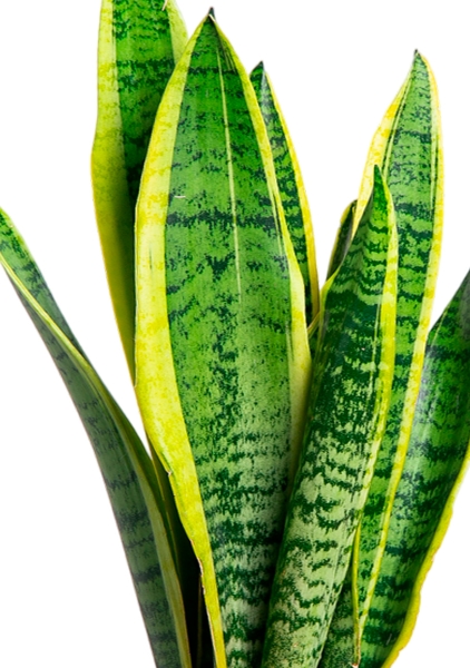 Сансевиерия Лауренти 21/70 см