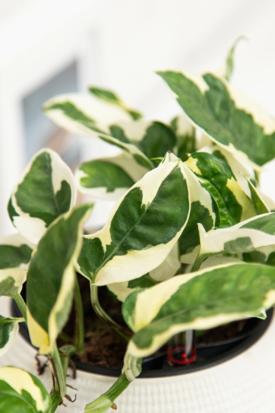 Эпипремнум Энджой в CUBE COLOR 14