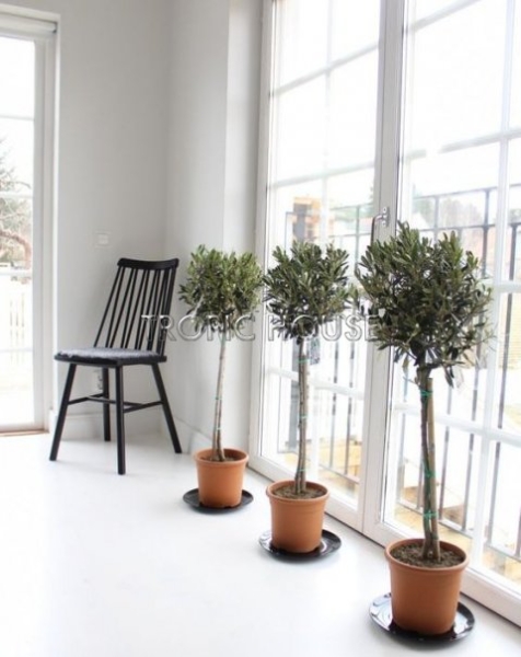 Олива на стволе 21/100 см