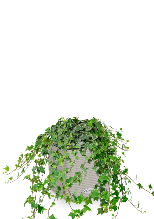 Плющ в CUBE COLOR 14 Песочно-коричневый