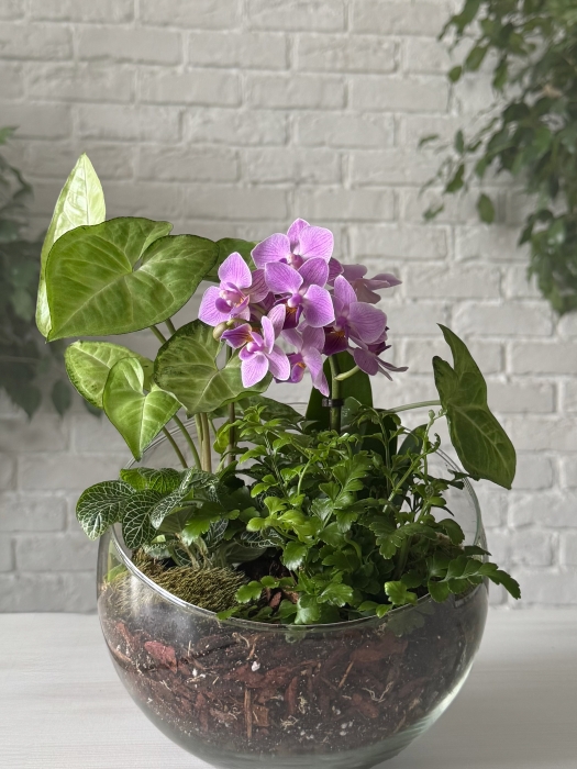 Флорариум с сингониумом