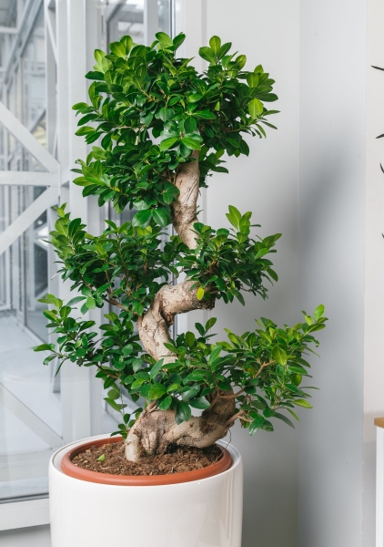 Фикус Микрокарпа бонсай в RONDO 40