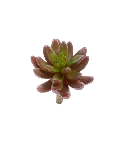 Суккулент Синокрассула бордово-зелёная