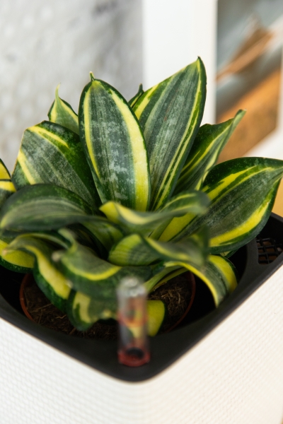 Сансевиерия Голден Ханни в CUBE COLOR 14 Сансевиерия Голден Ханни в CUBE COLOR 14