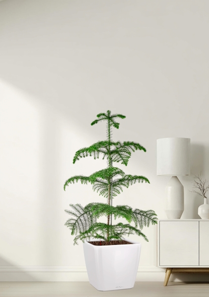 Араукария гетерофилла 24/110 в QUADRO LS 35