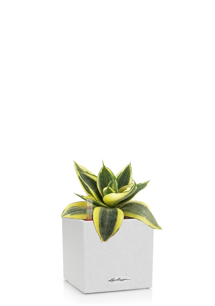 Сансевиерия Голден Ханни в CANTO STONE 14 Сансевиерия Голден Ханни в CANTO STONE 14