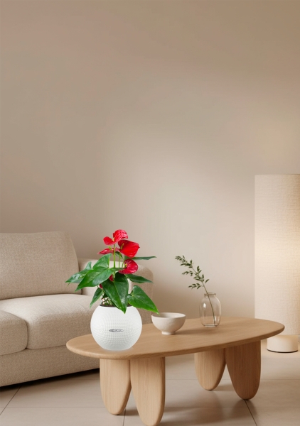 Антуриум красный в PURO 20 Антуриум красный в PURO 20