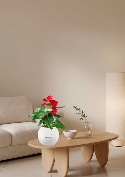 Антуриум красный в PURO 20