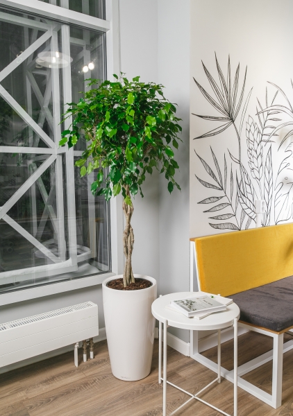 Фикус Экзотика переплетенный 27/140 см