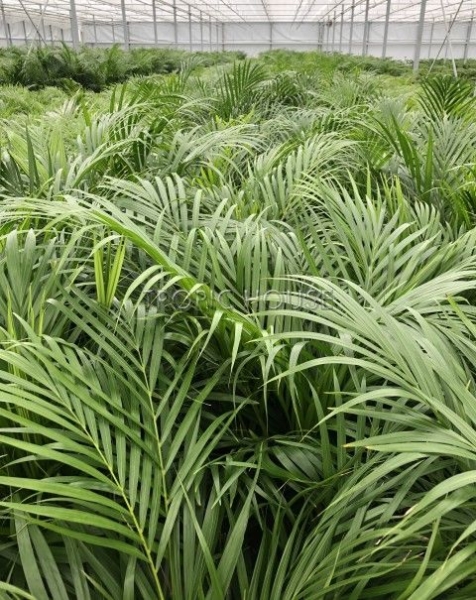 Хризалидокарпус Арека 27/180 см в LAMELA Finezja 40x40 Хризалидокарпус Арека 27/180 см в LAMELA Finezja 40x40