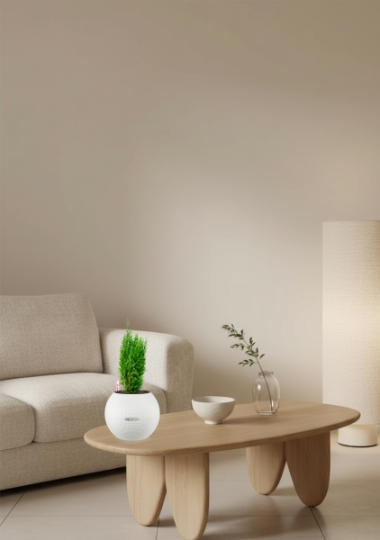 Кипарисовик микс 9 см в PURO 20