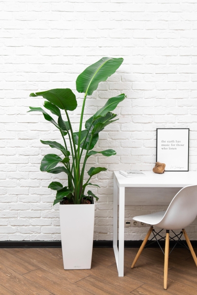 Стрелиция Николай 24/120 см в CUBICO 30