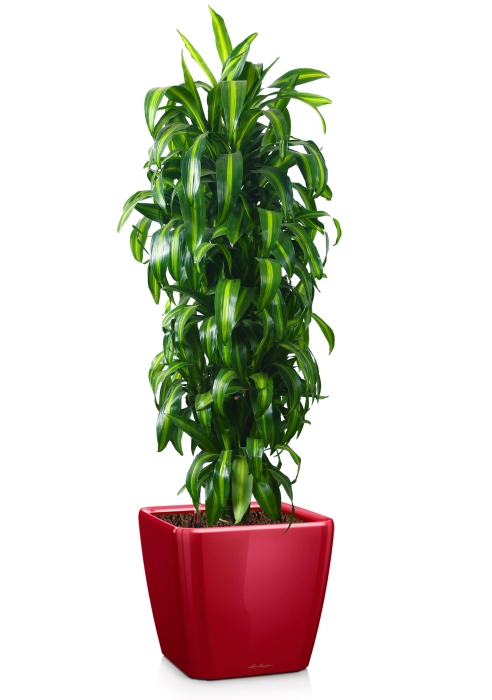 Драцена Гавайская 27/190 см в QUADRO LS 43, ярко-красный блестящий