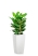 Фикус Бенгальский 3 ствола 27/90 см в CUBICO COLOR 30