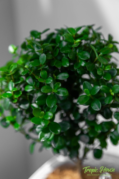 Мирсина в CANTO Stone 14 Мирсина в CANTO Stone 14