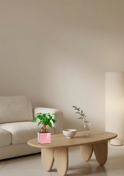 Радермахера бонсай 12/30 см в CUBE Glossy Kiss 14