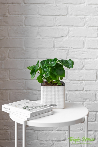 Филодендрон Атом 12/30 см