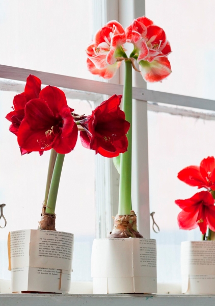 Амариллис луковичный в прополисе, красный Амариллис луковичный в прополисе, красный