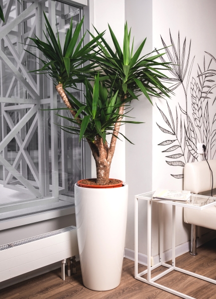 Юкка разветвленная 40/160 см