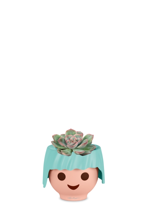 Суккулент микс 5 см в OJO