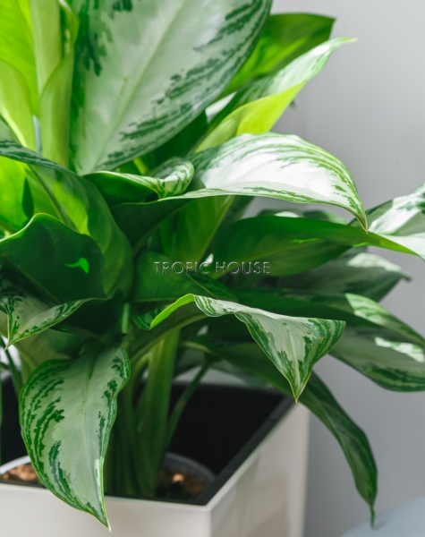 Аглаонема Сильвер Бей в CUBICO 30