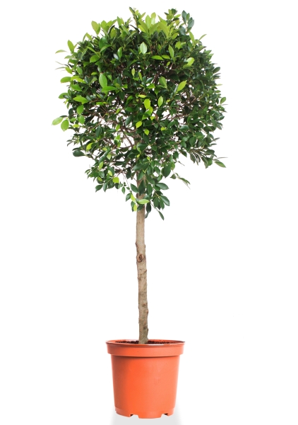 Фикус Нитида переплетенный 60/250 см