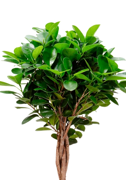 Фикус Моклейм переплетенный 17/70 см