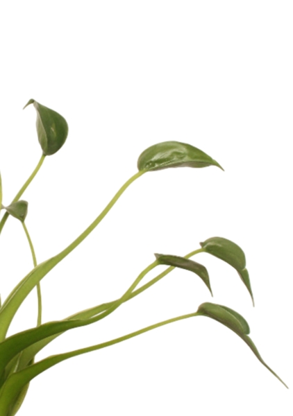 Алоказия Тину Дансер 12 см в PURO 20