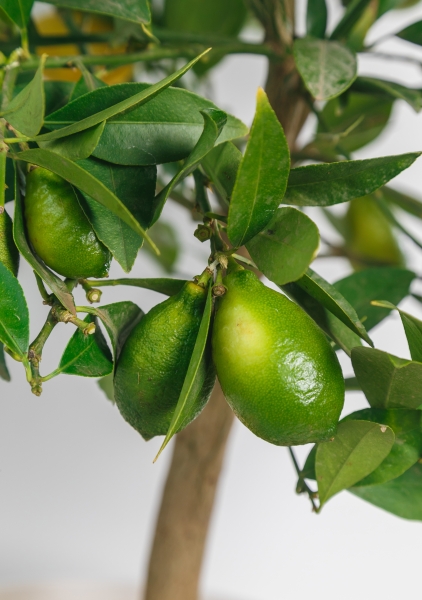 Лаймкват на стволе 22/75 см