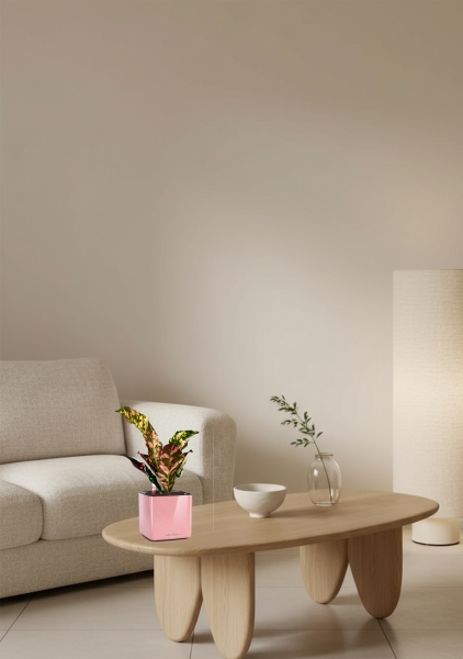 Кодиеум 8/20 см в CUBE GLOSSY KISS 14