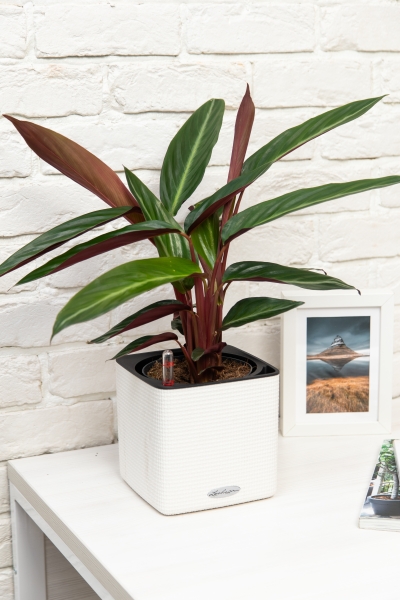 Строманта 15/50 см Строманта 15/50 см