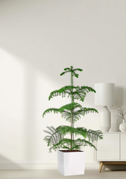 Араукария гетерофилла 24/110 в CUBE 30