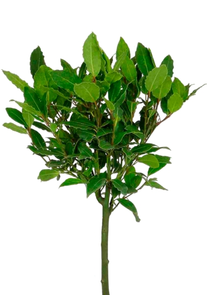 Лавр Нобилис штамбовый 17/70 см